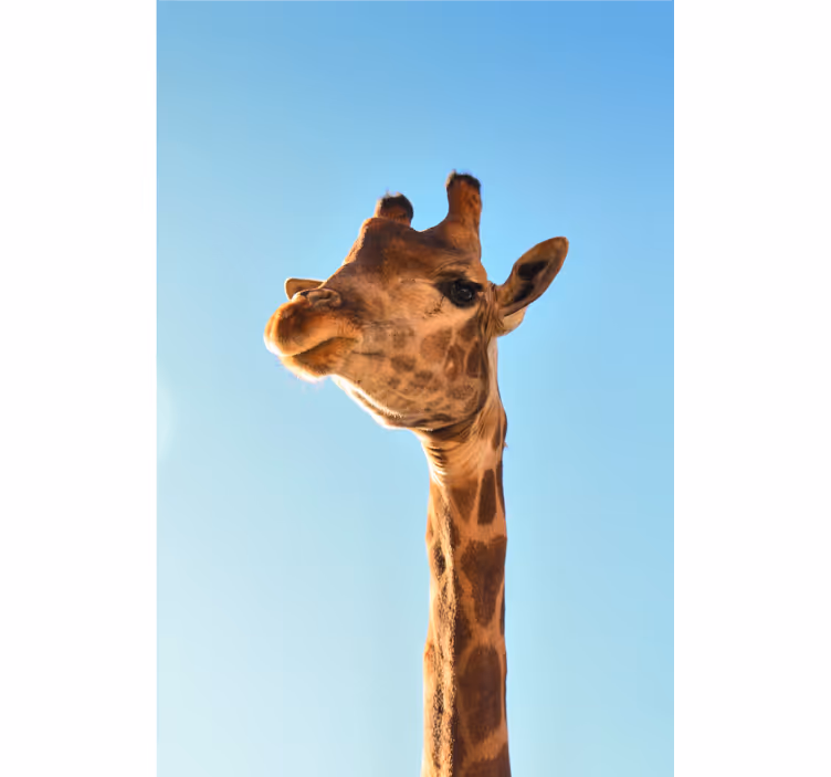 African wall mural giraffe close-up - TenStickers