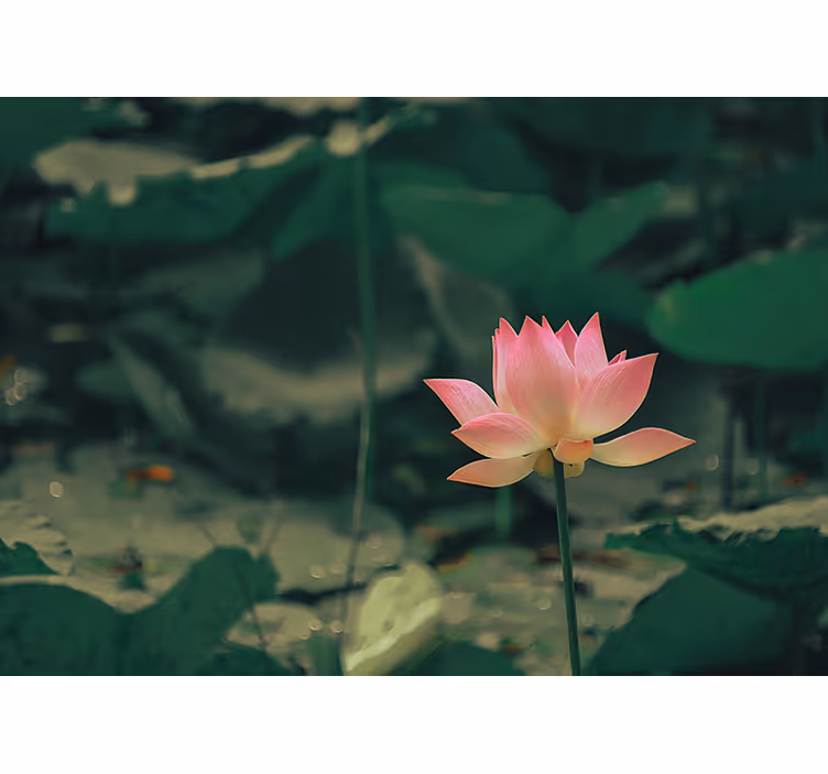 Green wall mural pink blossom - TenStickers