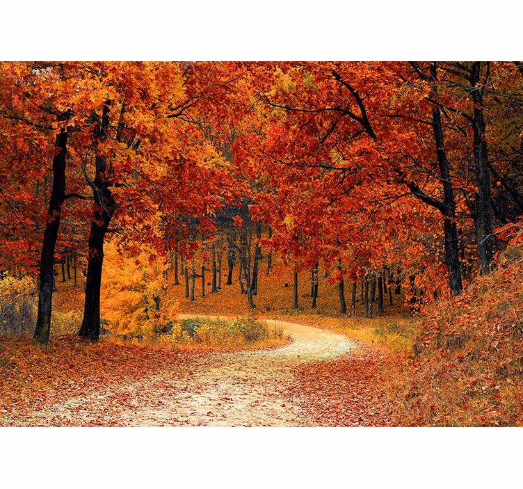 Orange wall mural autumn trees wallpaper - TenStickers