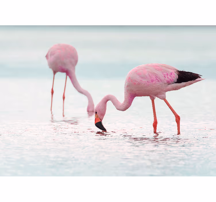 Hallway wall mural beautiful pink flamingo in water - TenStickers