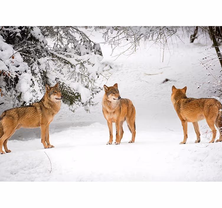 Animal wall mural wolves in snow - TenStickers