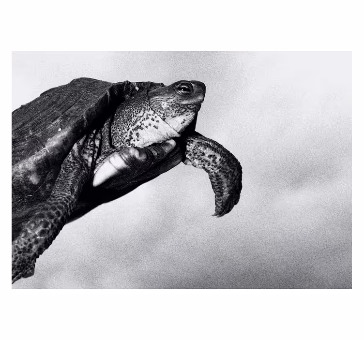Turtle swimming animal wall mural - TenStickers