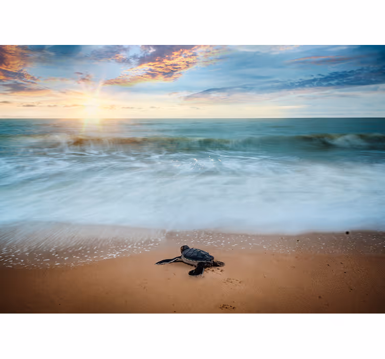 Emerging turtles ocean wall mural - TenStickers