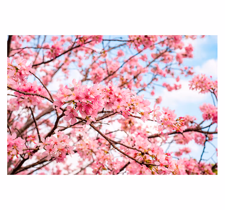Cherry blossom tree sky background tree mural - TenStickers