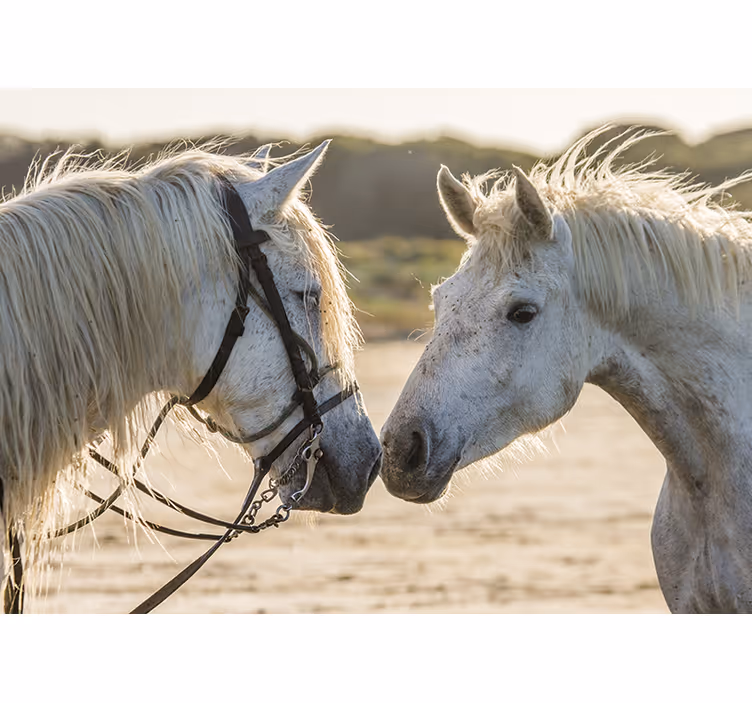 Animal wall mural tender horse affection - TenStickers