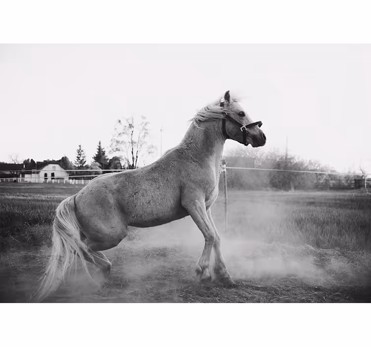 Galloping pony animal wall mural - TenStickers