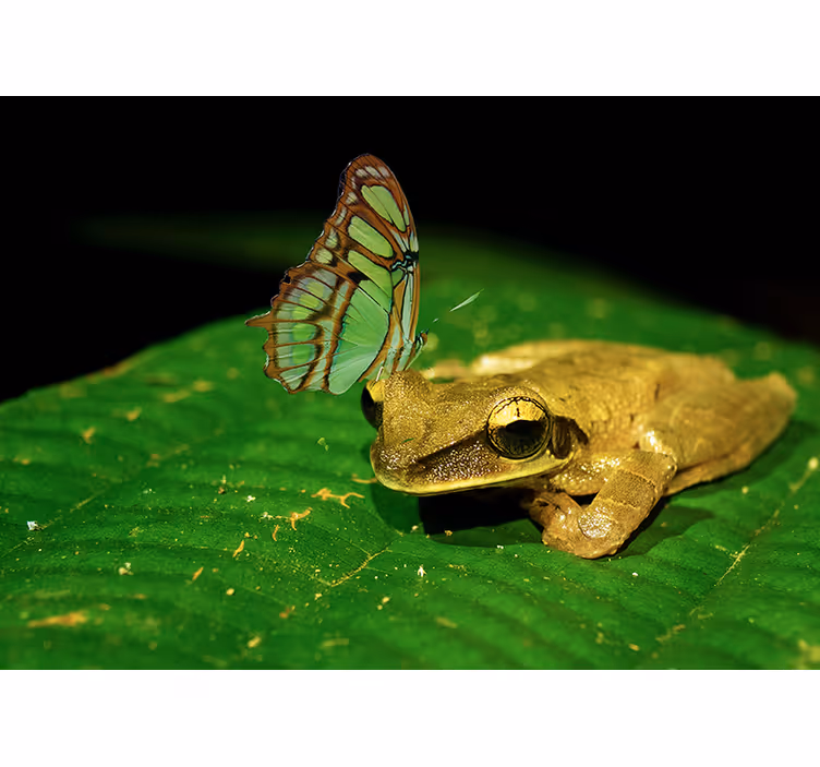 Frog And Butterfly animal wall mural - TenStickers