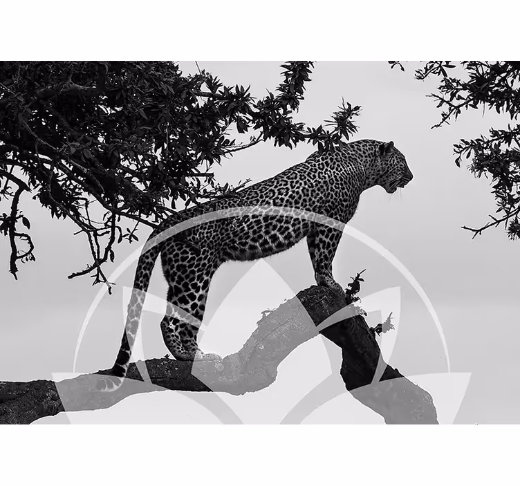 Leopard in Tree animal wall mural - TenStickers