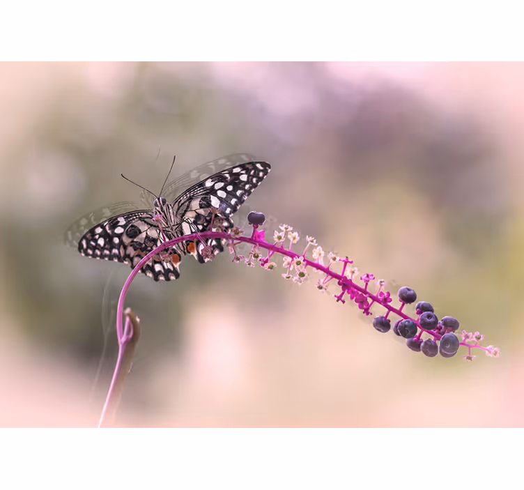 Butterfly upon Blossom flower wall mural - TenStickers