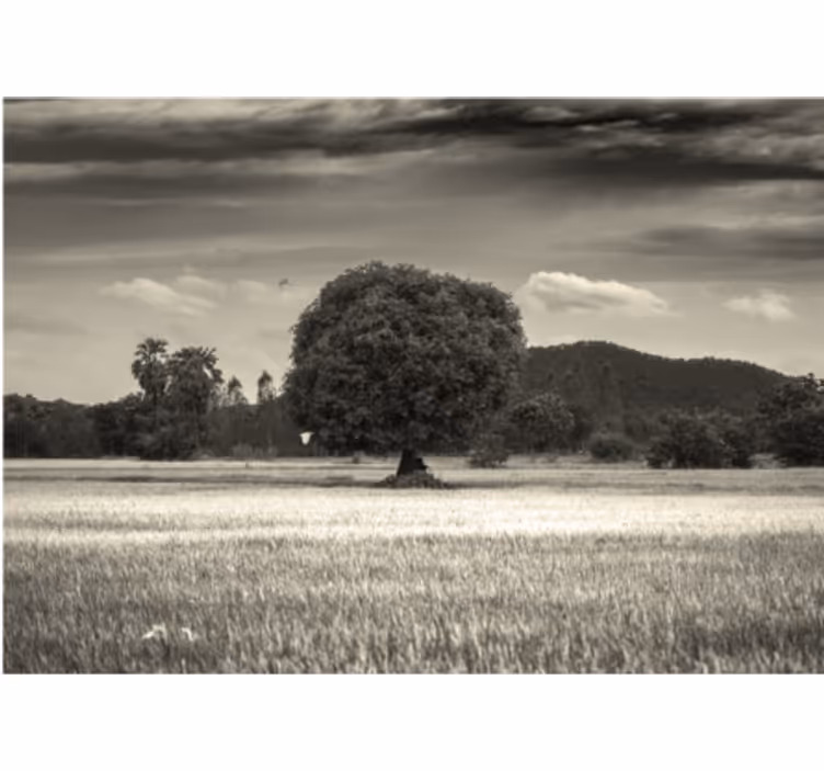Lone tree landscape tree wall mural - TenStickers