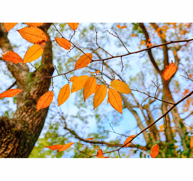Autumn Leaves Branch tree wall mural - TenStickers