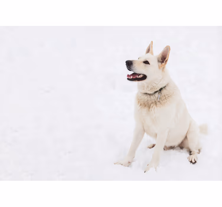 Happy White Dog animal wall mural - TenStickers