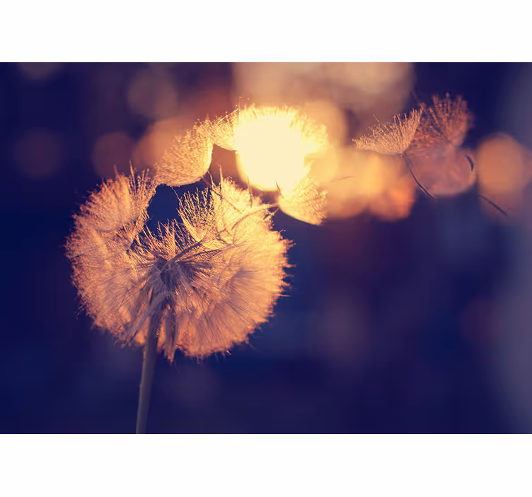 Dandelion Fluff Glow poppy wall mural - TenStickers