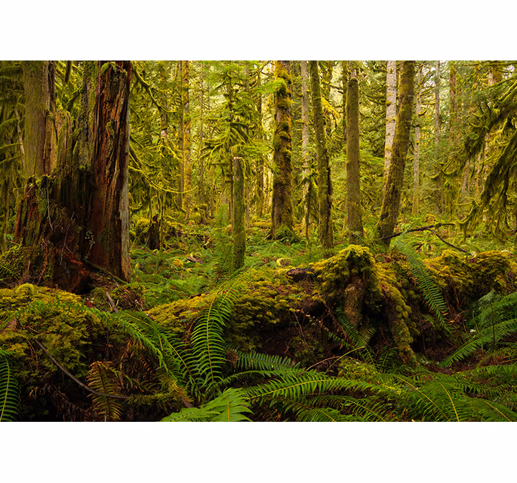 Verdant Woodland Scenery forest wall mural - TenStickers