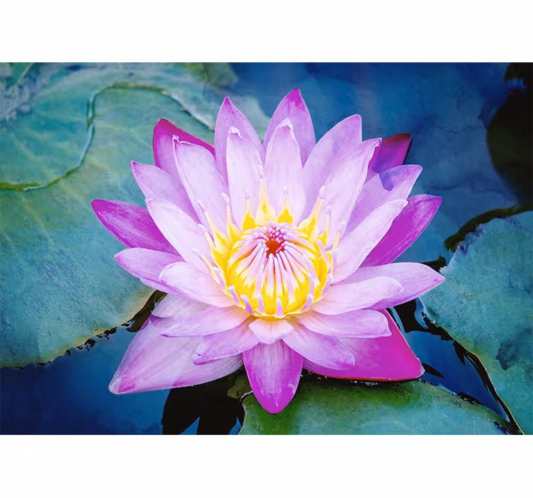 Lotus Blossom Charm poppy wall mural - TenStickers