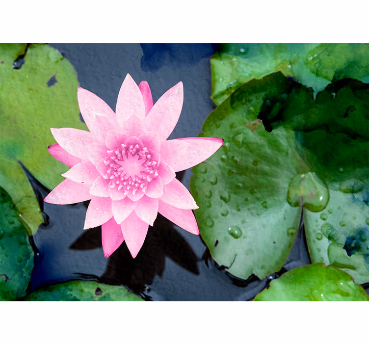 Pink Lotus Blossom flower wall mural - TenStickers