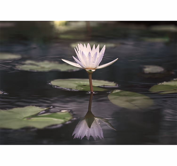 Lotus Blossom Echo flower wall mural - TenStickers