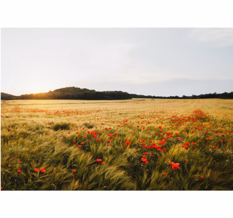 Poppy Blossom Meadow flower wall mural - TenStickers