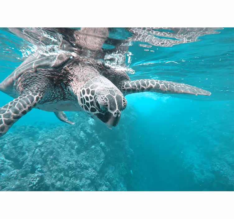Animal wall mural serene turtle encounter - TenStickers