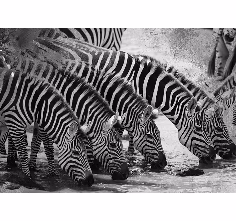 Zebras Drinking Water animal wall mural - TenStickers