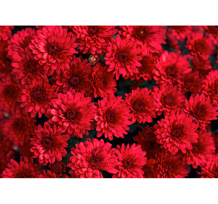 Red aster flowers wall mural - TenStickers
