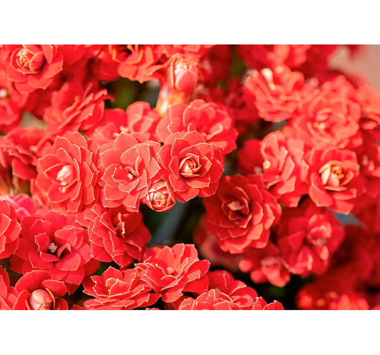 Crimson Floral Bloom flower wall mural - TenStickers