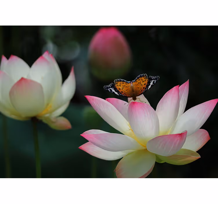Elegant Lotus Blossom flower wall mural - TenStickers