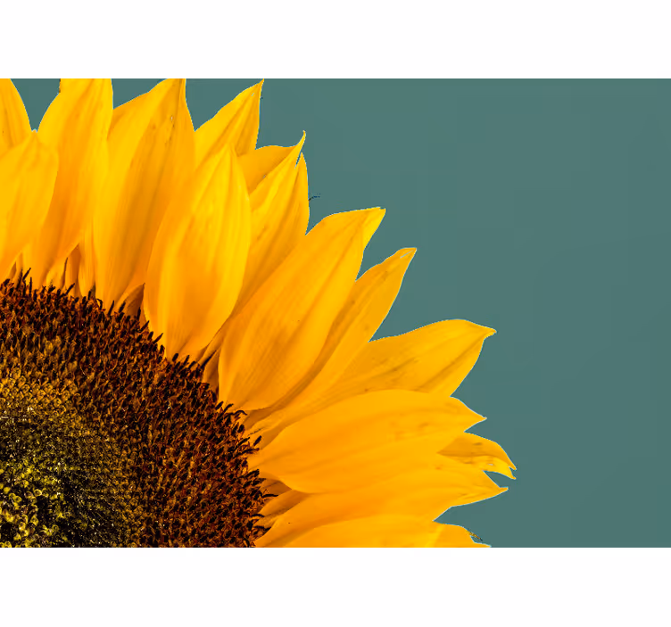 Flower wall mural sunflower close-up - TenStickers