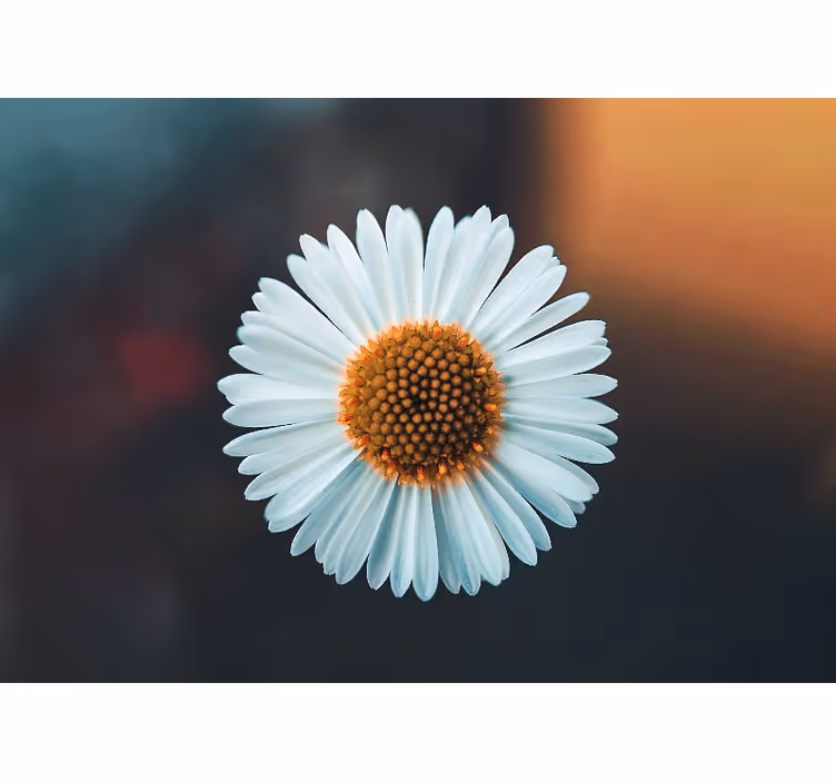Flower wall mural daisy floral design - TenStickers