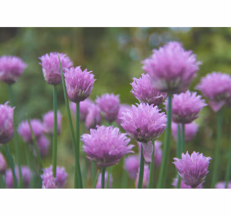 Vague purple flowers wall mural - TenStickers