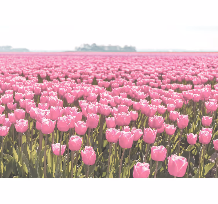 Different pink tulip field tulip wall mural - TenStickers