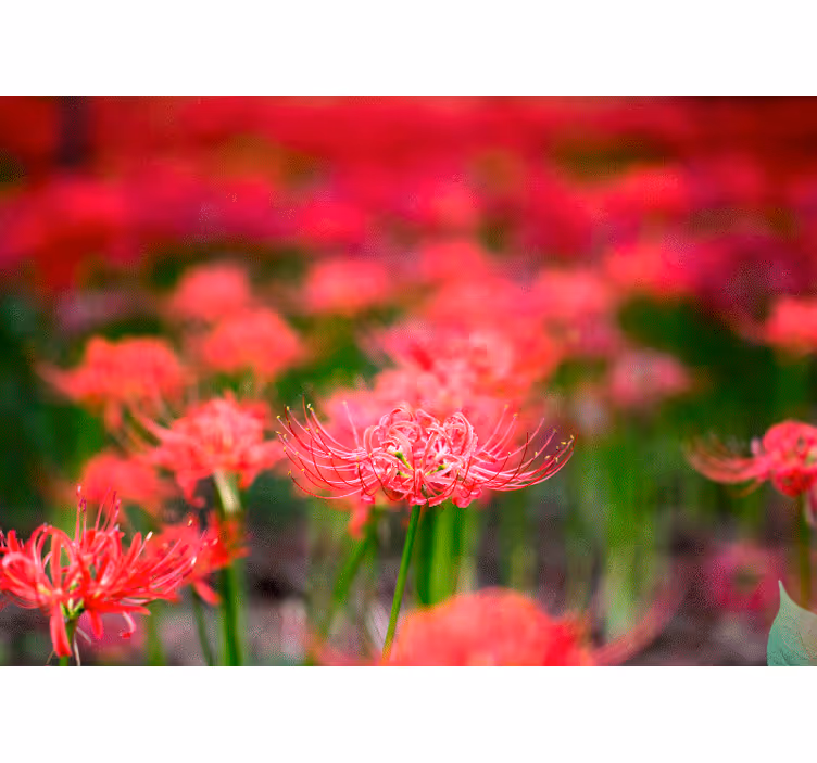 Poppy wall mural lively crimson blooms - TenStickers