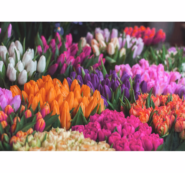 Different colored tulip wall mural - TenStickers