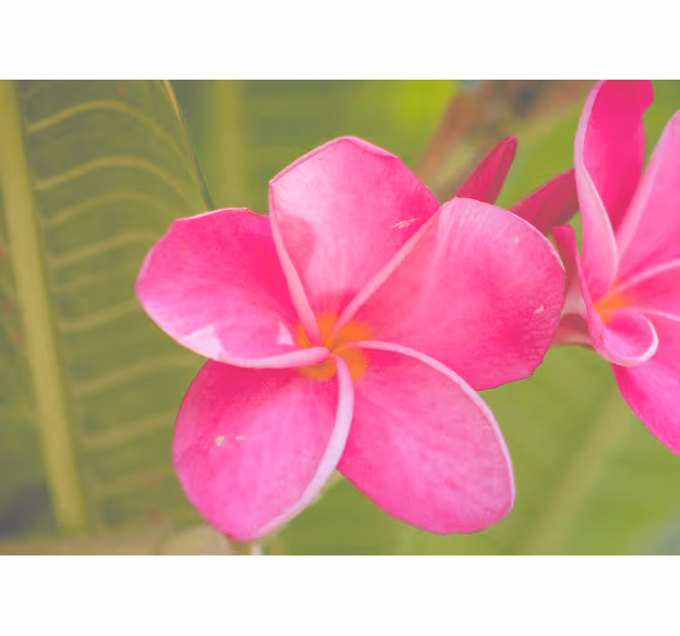 Pink floral accent flower wall mural - TenStickers
