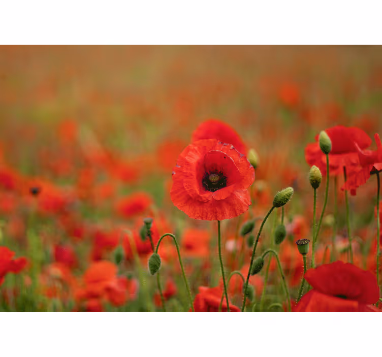 Vague poppy field Poppy Wall Mural - TenStickers