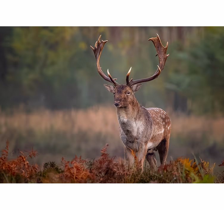 Majestic stag presence animal wall mural - TenStickers