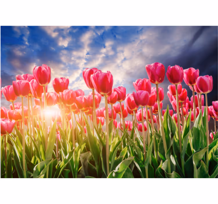 Radiant tulip field flower wall mural - TenStickers