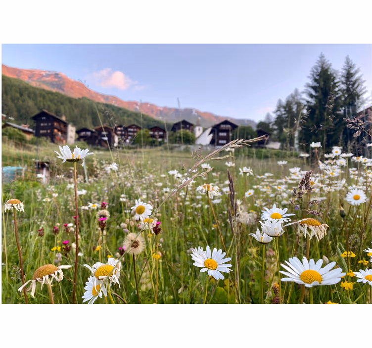Field of daisies and village tulip wall mural - TenStickers