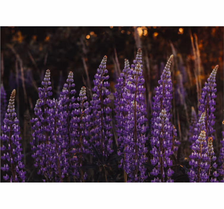 Purple flower fields flower wall mural - TenStickers