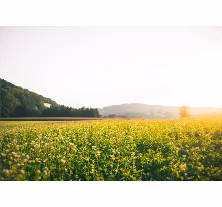 Nature wall mural tranquil meadow landscape - TenStickers