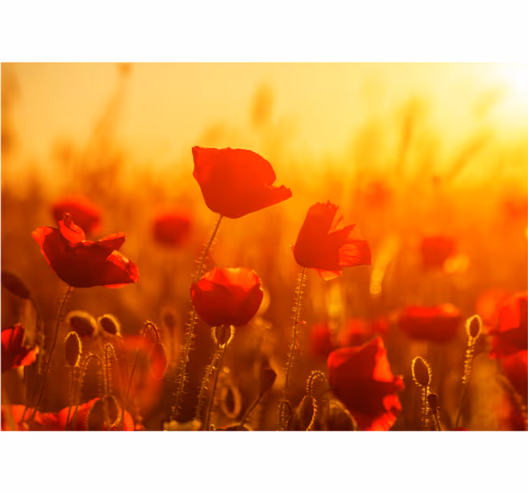 Sunny picture with flowers Marriage wall murals - TenStickers