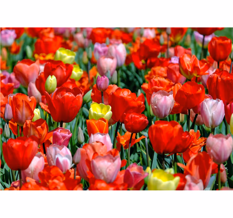Colorful tulip field wall mural - TenStickers