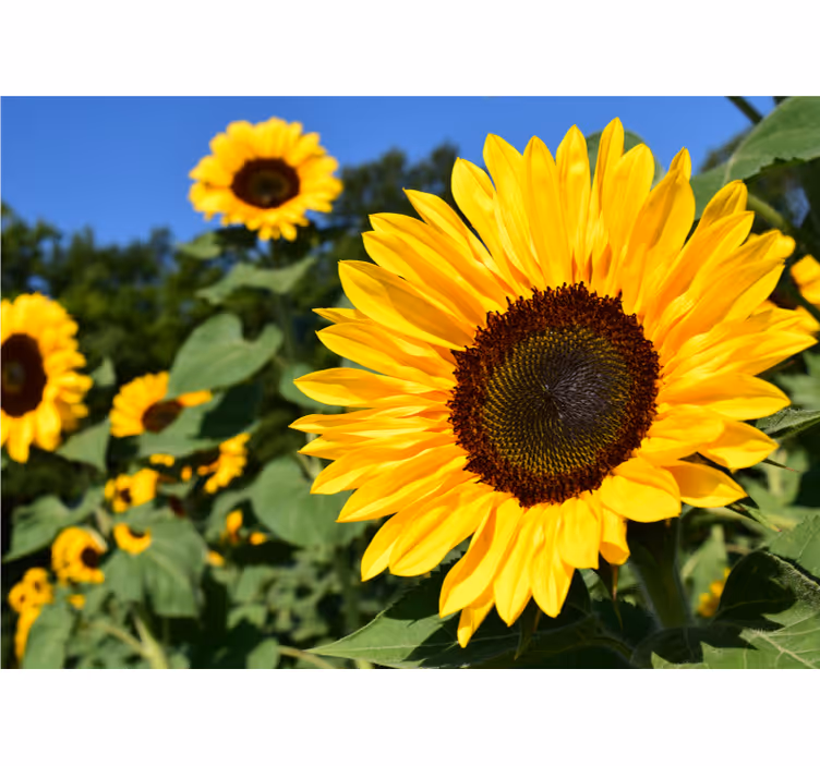 Flower wall mural sunflower elegance - TenStickers