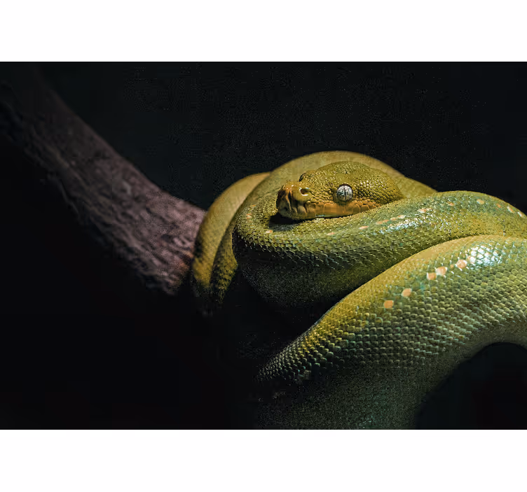 Snake in tree photo wall mural - TenStickers