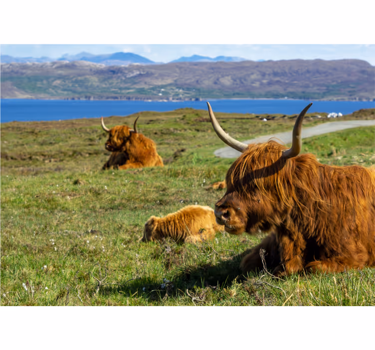 Nature wall mural highland cattle grazing scene - TenStickers