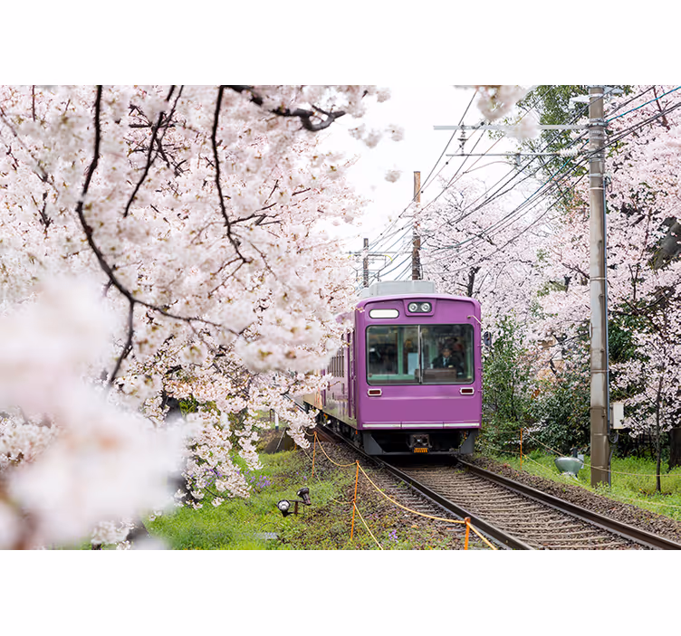 Cherry blossoms along the railway Wall Murals - TenStickers