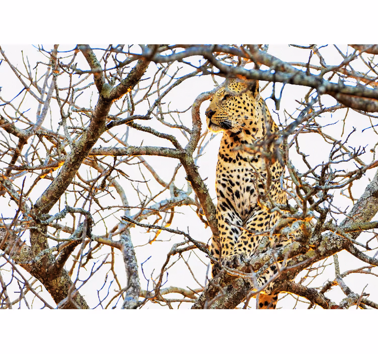 Leopard Among Branches animal wall mural - TenStickers