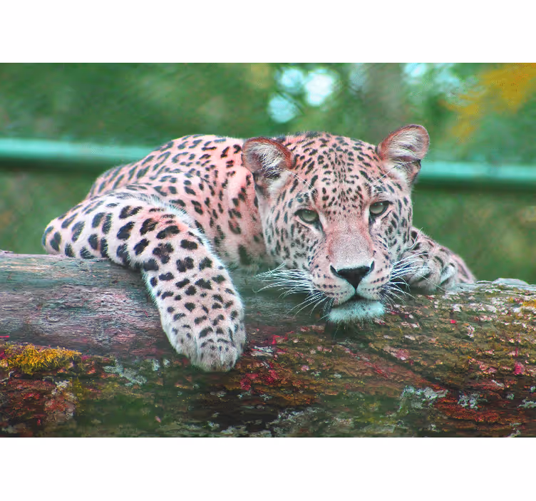 Animal wall mural leopard resting gracefully - TenStickers