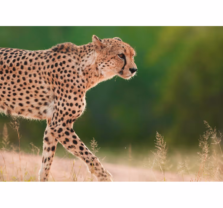 Cheetah walking in the jungle wall mural - TenStickers