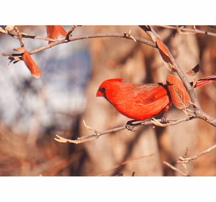 Cardinal perched animal wall mural - TenStickers